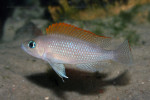 N. caudopunctatus