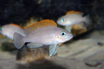 N. caudopunctatus
