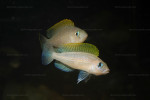 N. caudopunctatus