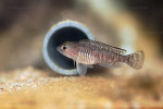 'L'. laparogramma - en aquarium chez Heinz Büscher. 'L'. laparogramma