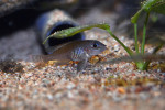 'L'. laparogramma - en aquarium chez Heinz Büscher. 'L'. laparogramma
