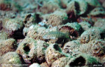 'Lamprologus' multifasciatus