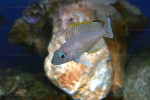 'Lamprologus' leloupi