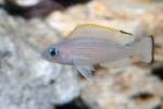 'Lamprologus' leloupi