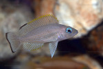 'Lamprologus' leloupi