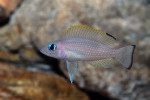 'Lamprologus' leloupi