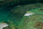 'Lamprologus' leloupi
