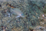 'Lamprologus' leloupi
