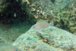 'Lamprologus' leloupi