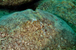 'Lamprologus' leloupi