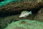 'Lamprologus' leloupi