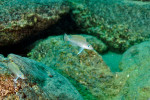 'Lamprologus' leloupi
