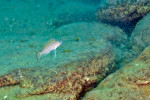 'Lamprologus' leloupi