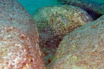 'Lamprologus' leloupi