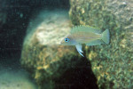 'Lamprologus' leloupi