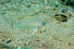 'Lamprologus' leloupi