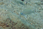 'Lamprologus' leloupi
