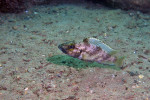 'L.' lemairii - à Kabogo. 'Lamprologus' lemairii