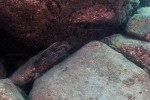 'L.' lemairii 'Lamprologus' lemairii