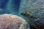 'L.' lemairii - à Mpimbwe par Laurent Picot. 'Lamprologus' lemairii