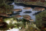 'Lamprologus' multifasciatus