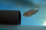 'L.' multifasciatus
