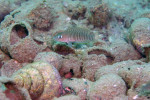'Lamprologus' multifasciatus