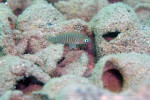 'Lamprologus' multifasciatus