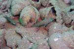 'Lamprologus' multifasciatus