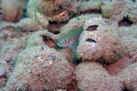 'Lamprologus' multifasciatus