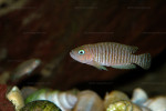 'Lamprologus' multifasciatus