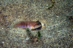 'L.' ocellatus