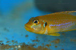 'L.' ocellatus