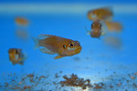 'L.' ocellatus