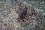 'L.' ocellatus