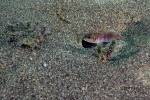 'L.' ocellatus