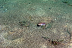 'L.' ocellatus