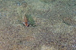 'L.' ocellatus