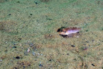 'L.' ocellatus