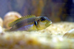 'L.' ocellatus