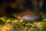 'Lamprologus' ocellatus