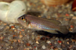'L.' ocellatus