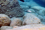 'L.' lemairii - à Kekese par Laurent Picot. 'Lamprologus' lemairii