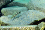 'L.' lemairii - à Maswa. 'Lamprologus' lemairii