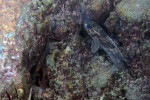 'L.' lemairii - femelle gardant ses oeufs (accompagnée d'un femelle Altolamprologus). 'L.' lemairii