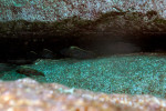 'L.' lemairii - à Silaf rocks. 'Lamprologus' lemairii