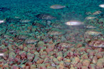 'L.' lemairii - regroupement à Silaf rocks. 'Lamprologus' lemairii