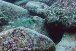 'L.' lemairii à Ulwile island.