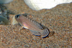 'L.' aff. ornatipinnis