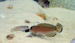 'L.' aff. ornatipinnis